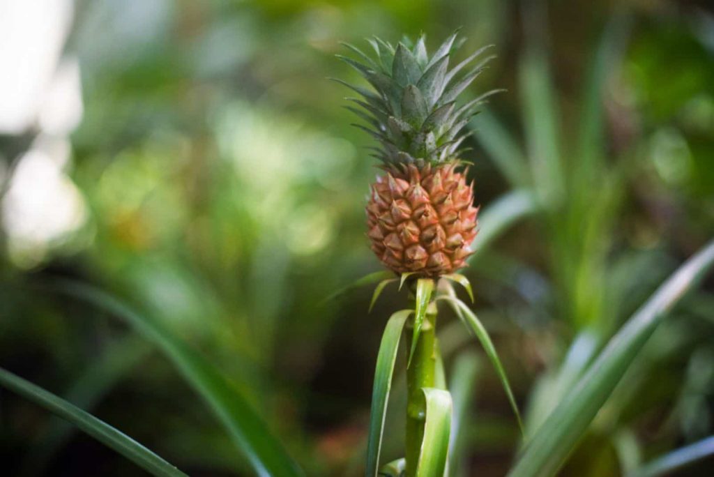 A Detailed Guide To All The Pineapple Growing Stages