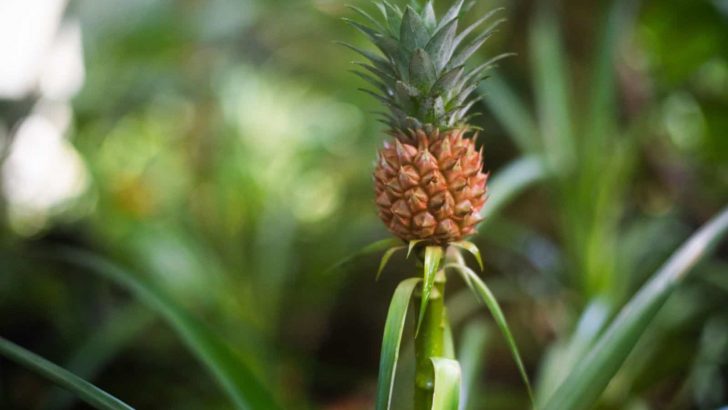 A Detailed Guide To All The Pineapple Growing Stages