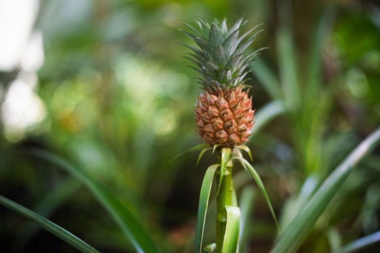 stages of pineapple cultivation