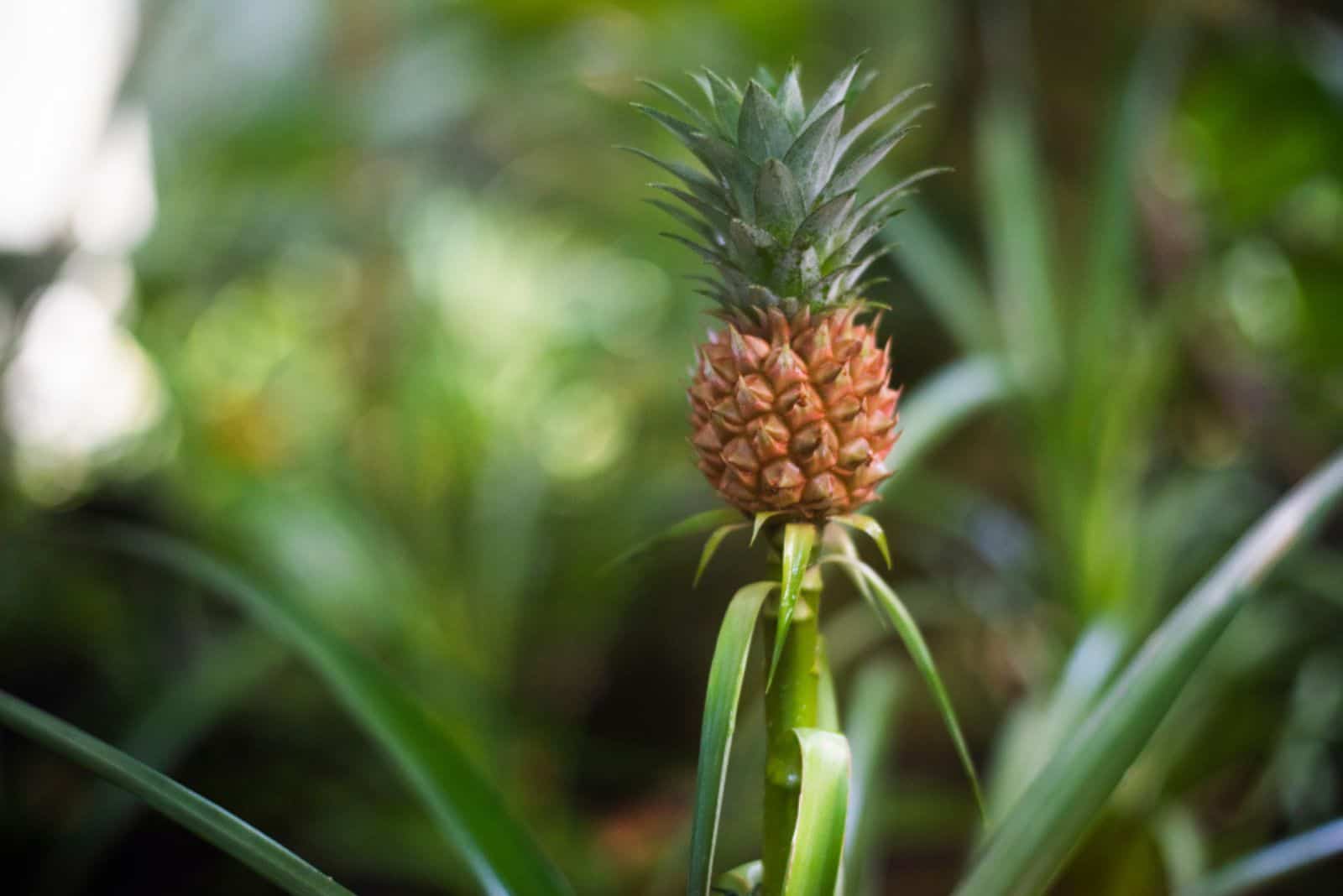 A Detailed Guide To All The Pineapple Growing Stages