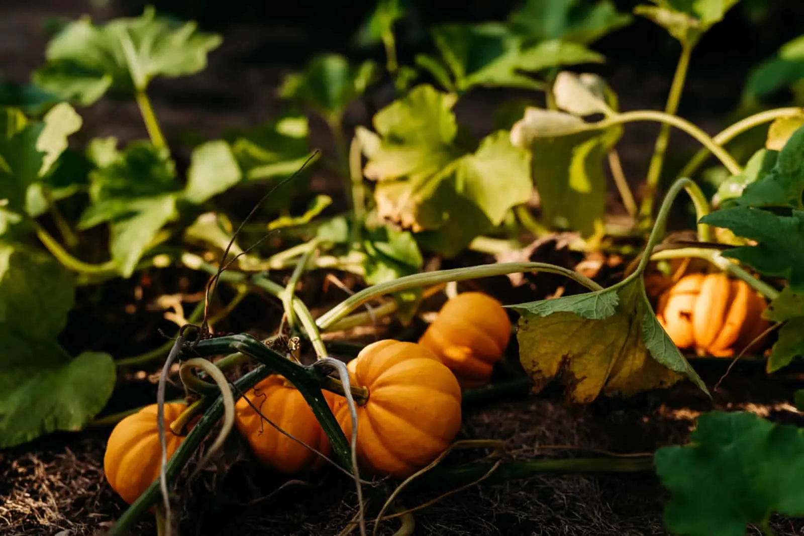 A closeup shot of small pumpkins growing in the soil on a farm