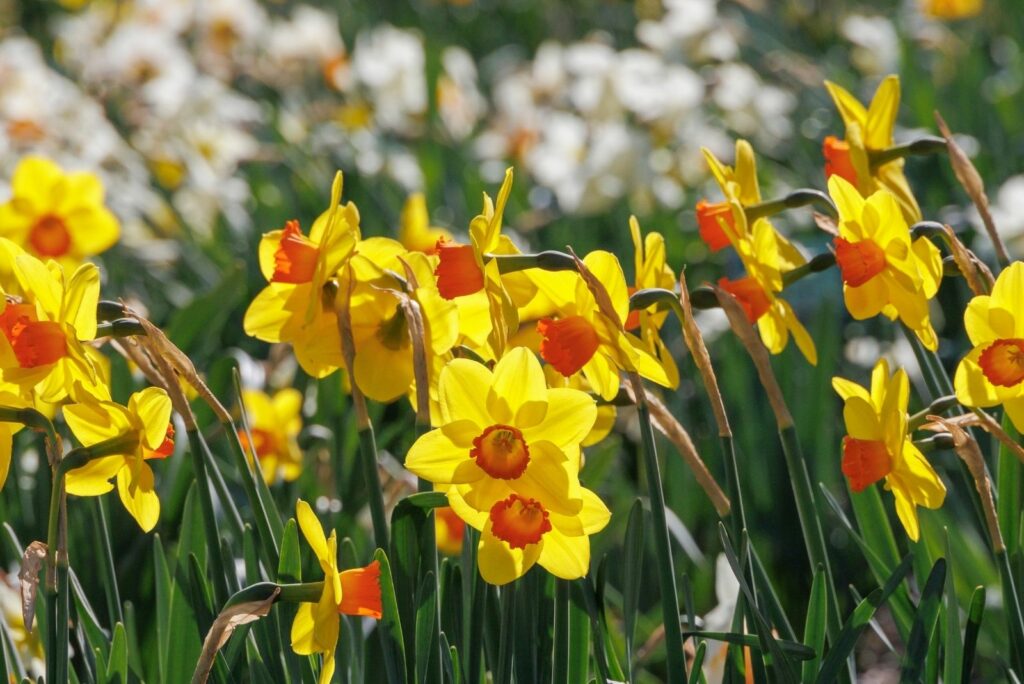 A field with various daffodils in bloom in spring