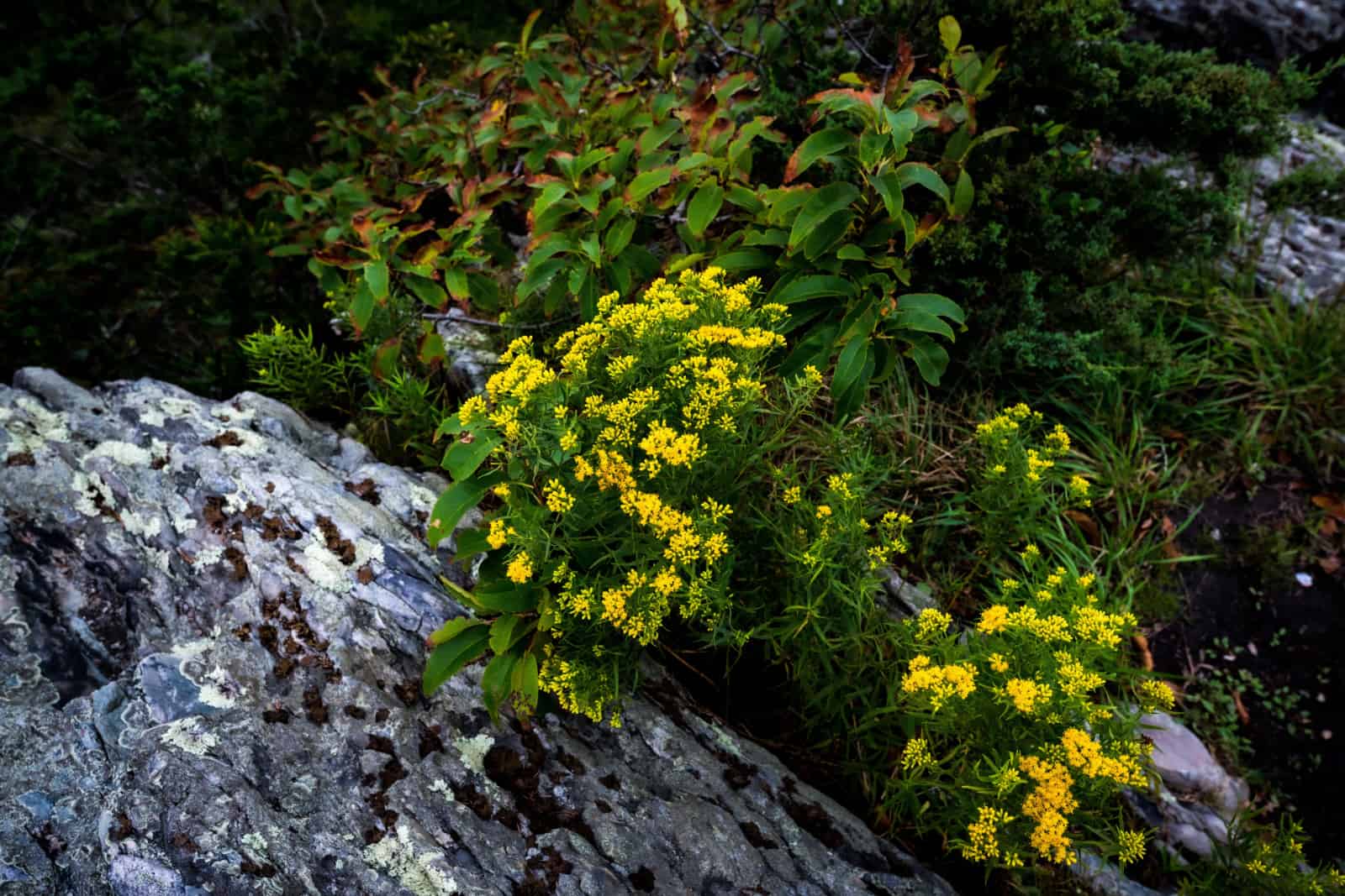 A grass-leaved goldenrod