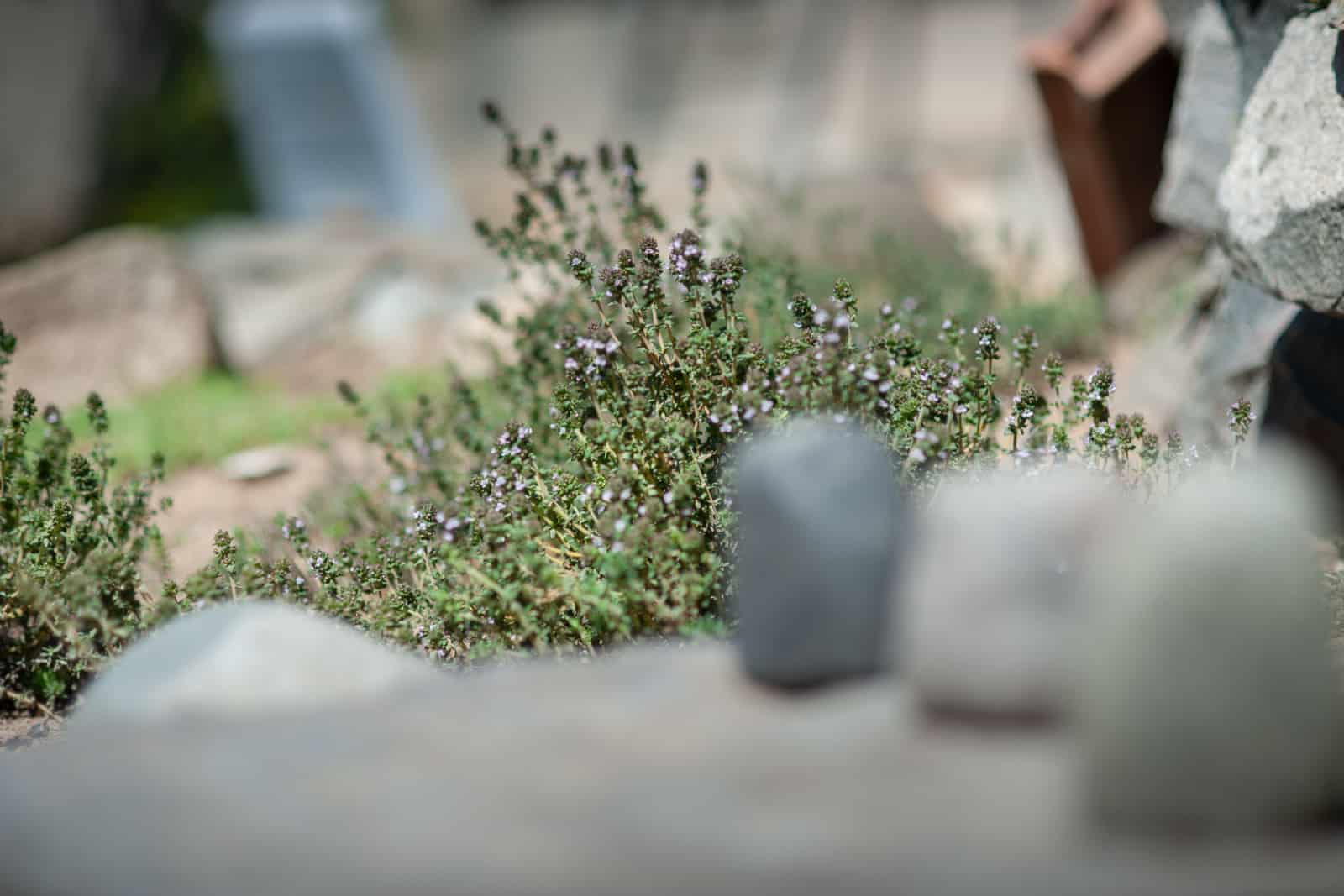 A green thyme Bush with small leaves and small purple flowers grows among the stones
