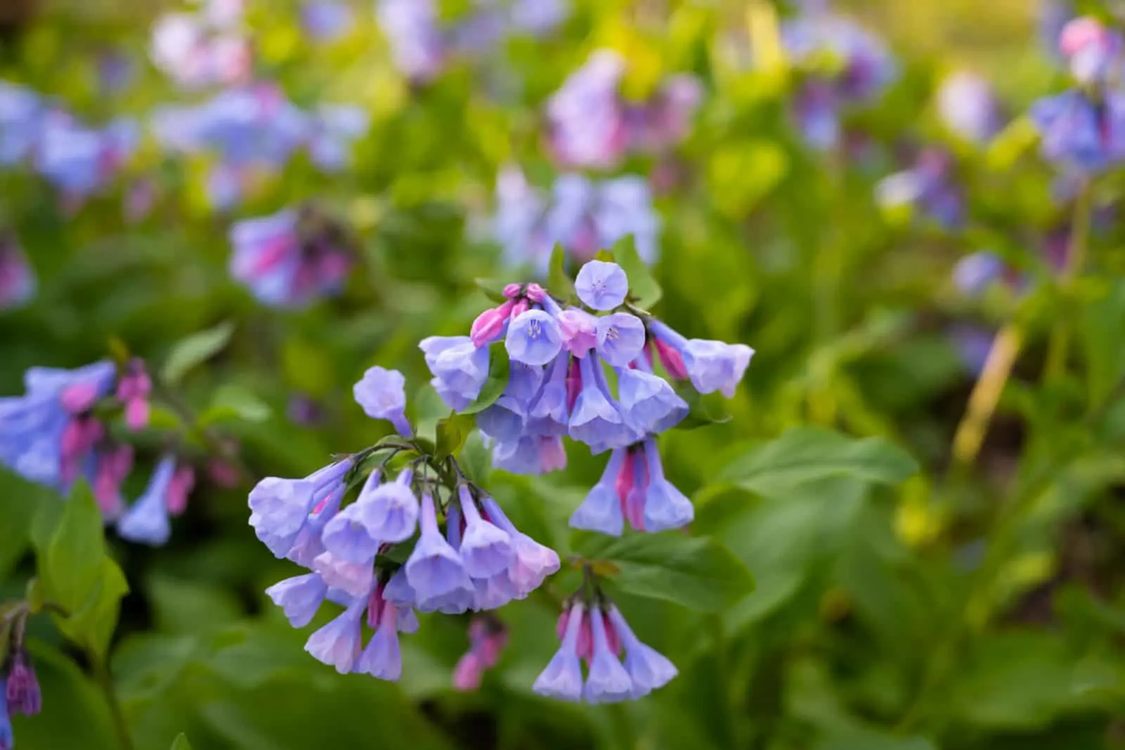 A group of Virginia Bluebells during a spring morning