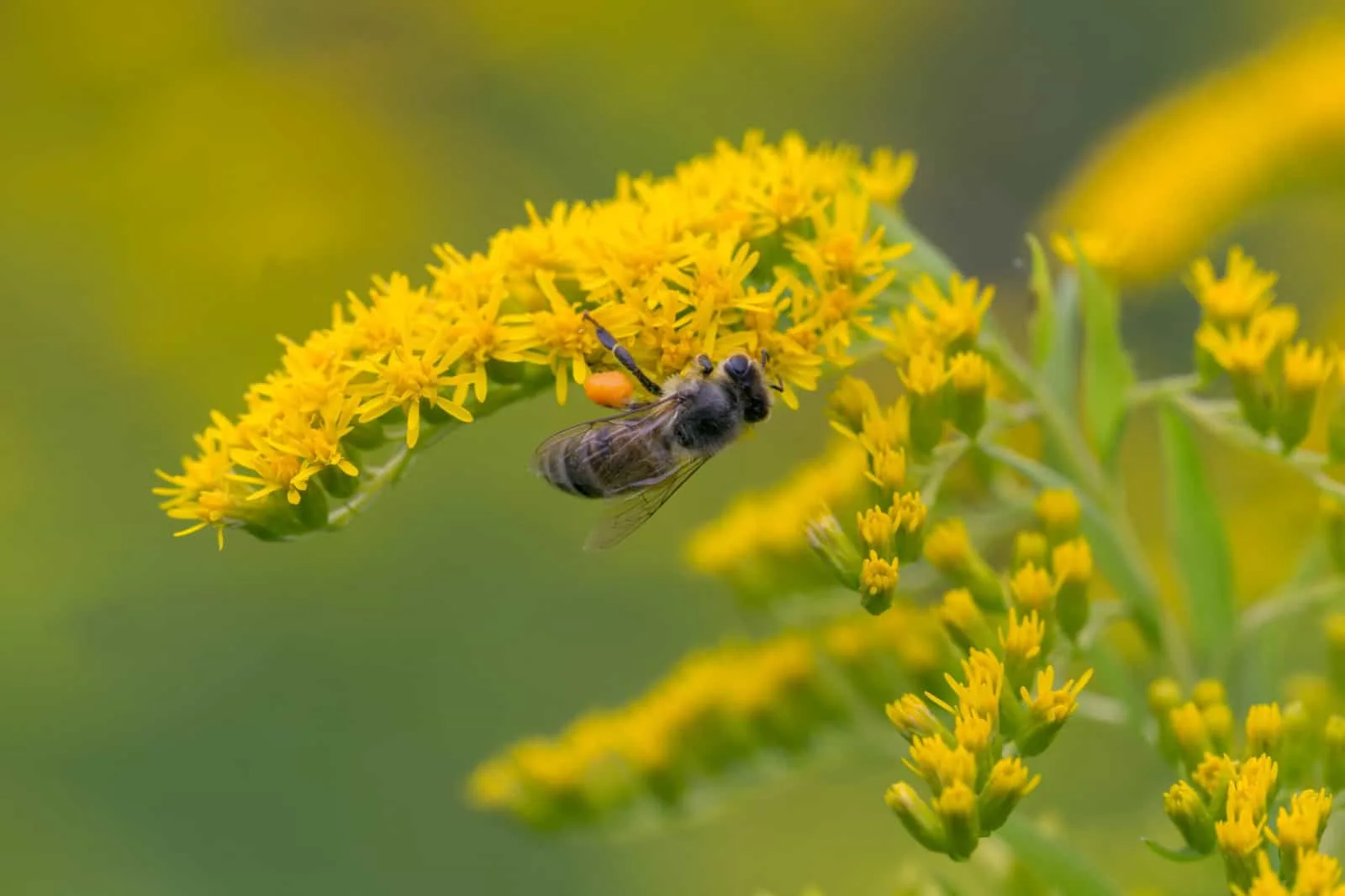 A honey bee (Apis mellifera) works on a flower of Canada goldenrod