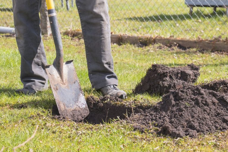 7 Signs Of Grubs In Lawn With Helpful Tips To Remove Them