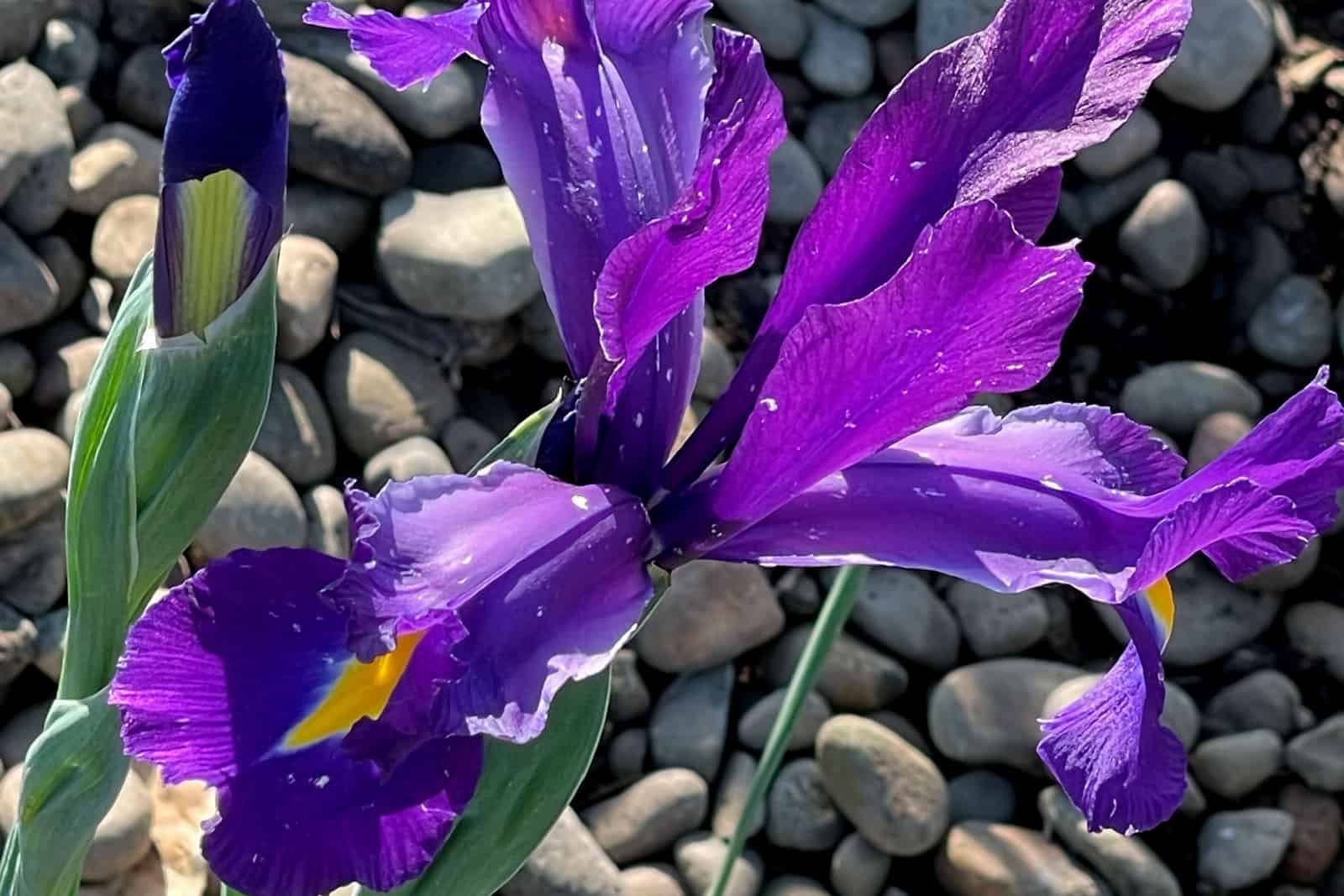 A wild bright purple iris