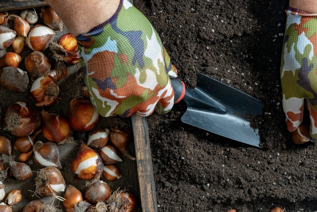 A woman plants daffodil bulbs in the ground