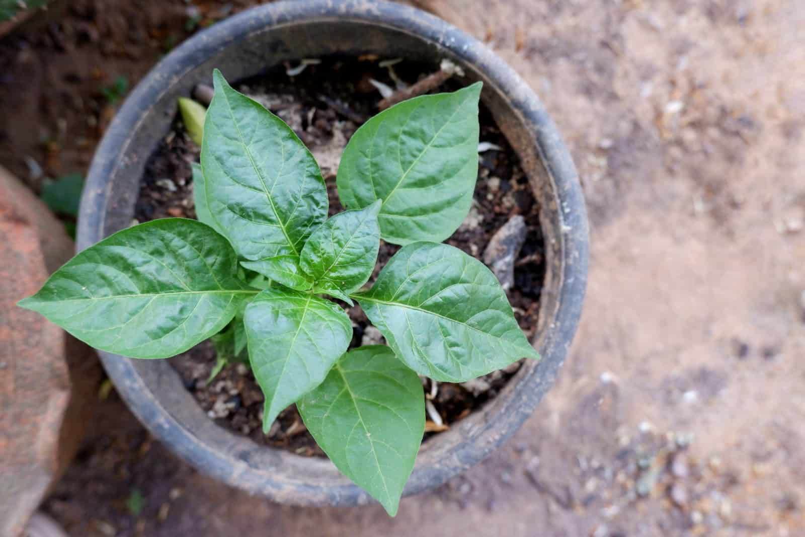A young tropical chili peppers plant growing in a black pot in outdoor