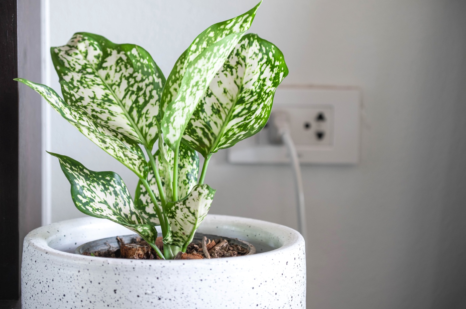 Aglaonema