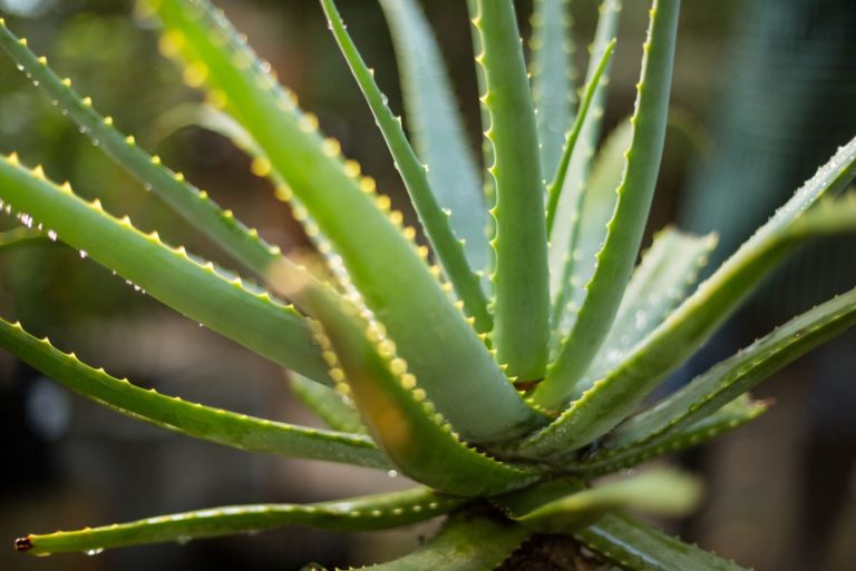 Close-up of aloe vera at greenhouse
