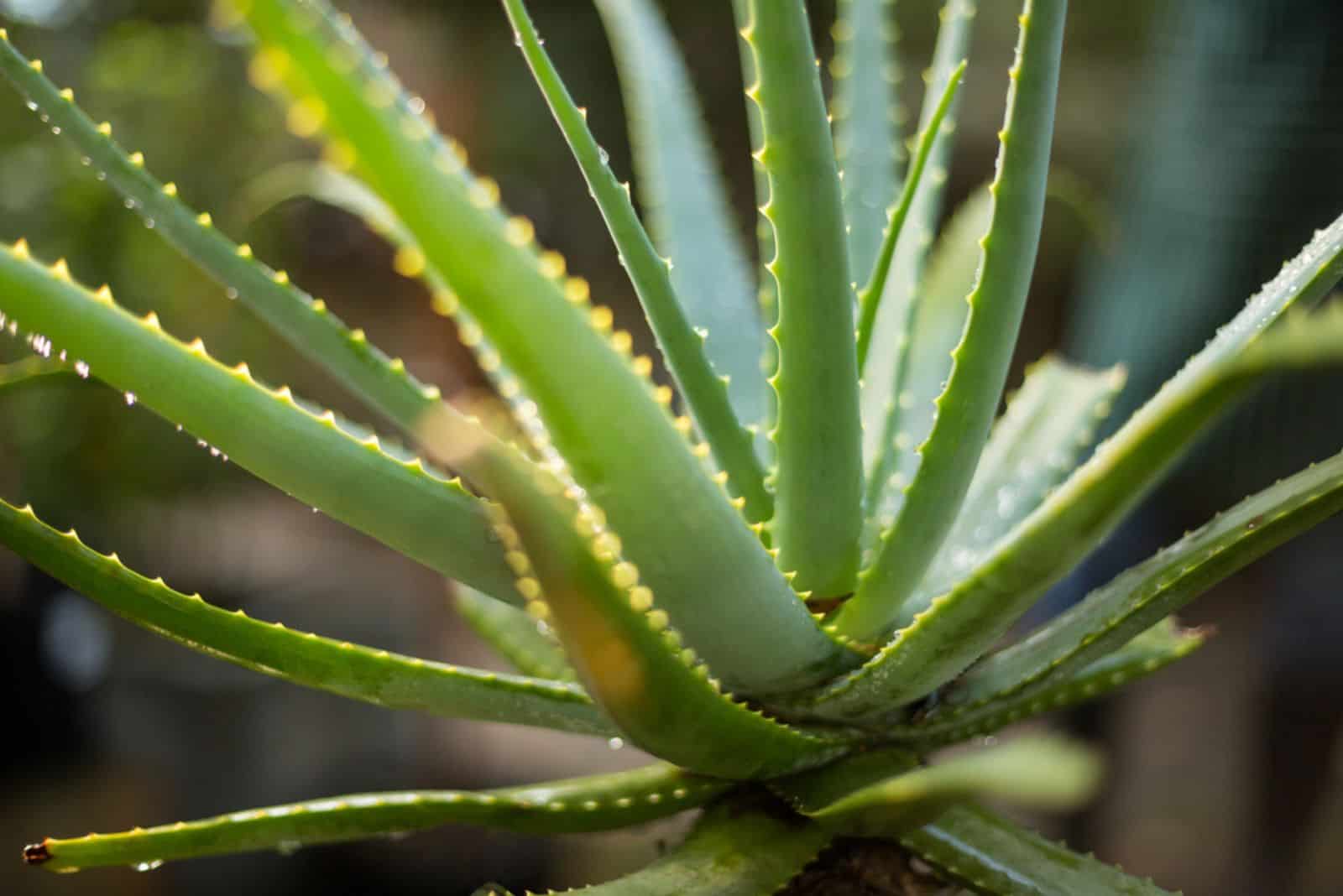All You Need To Know About Aloe Vera Temperature Tolerance