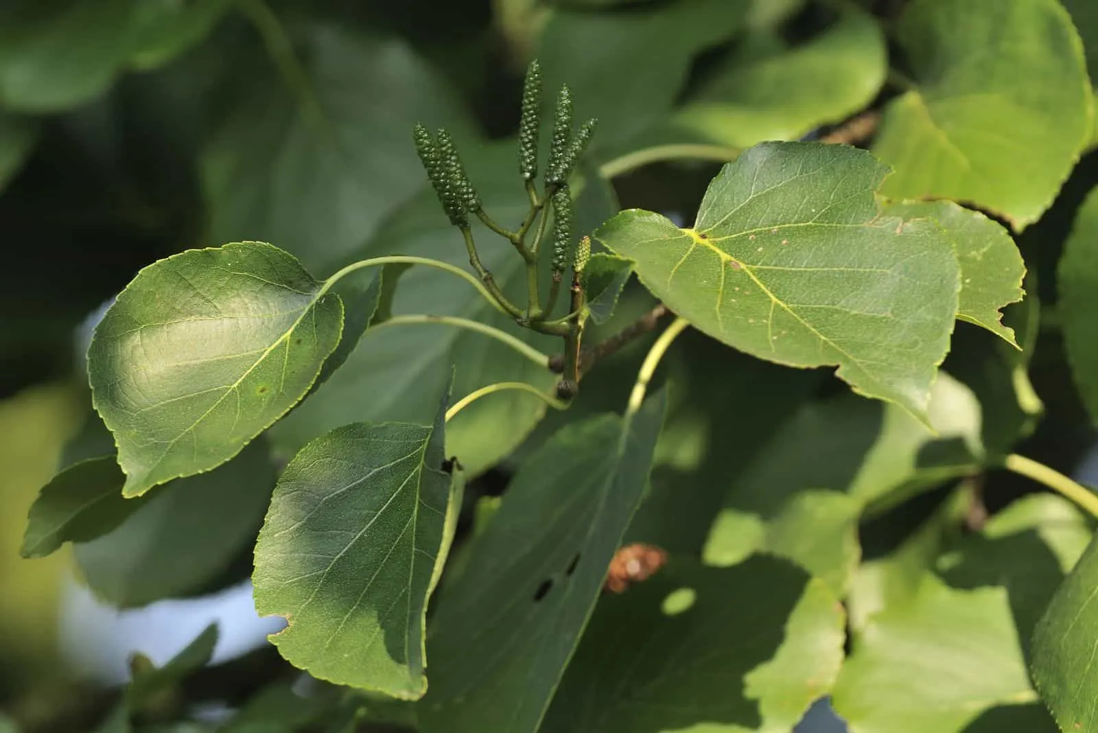 Alnus cordata