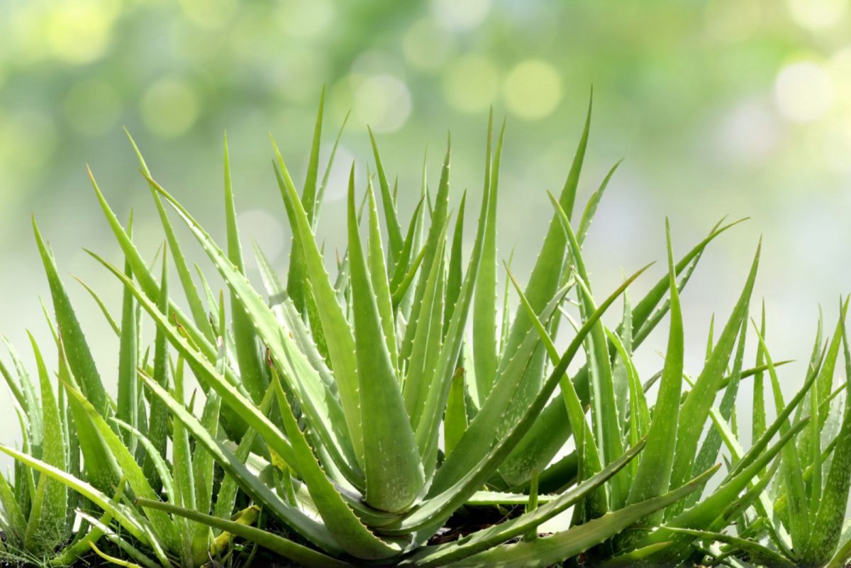 All You Need To Know About Aloe Vera Temperature Tolerance