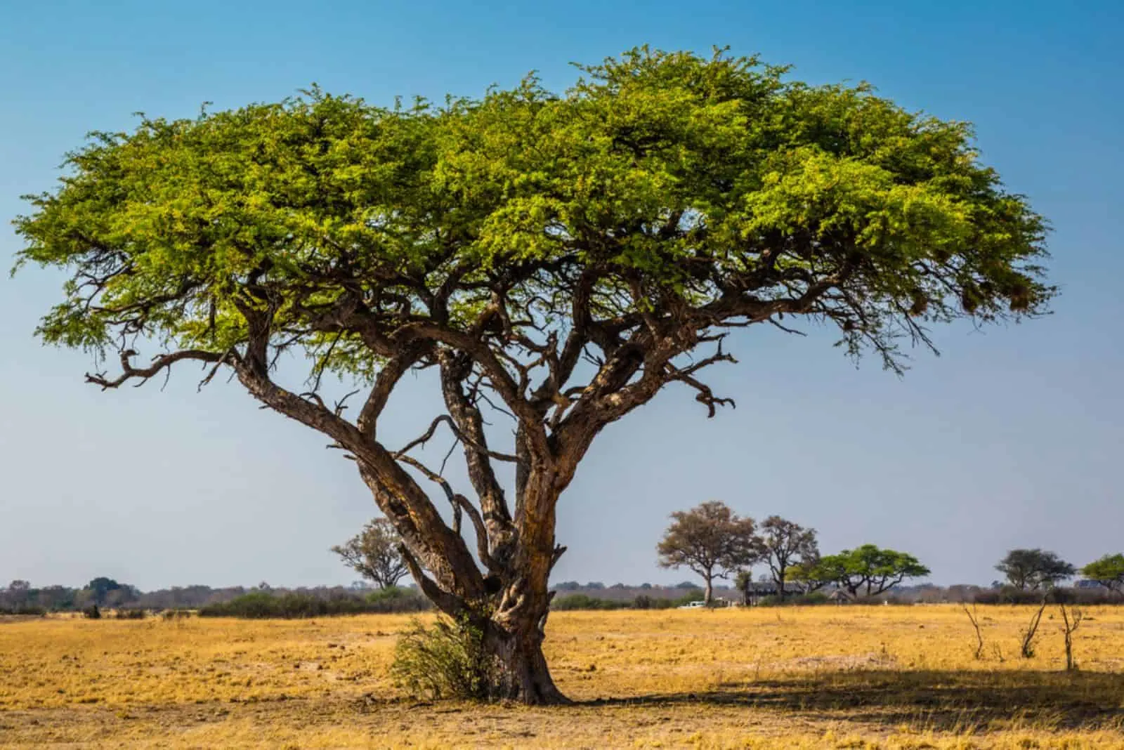 An acacia tree 