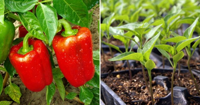 peppers fruits or vegetables