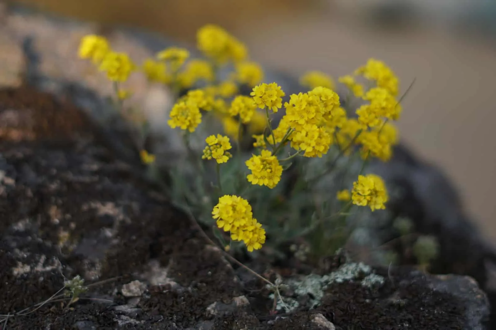 Aurinia saxatiis - yellow spring flowers on the rock