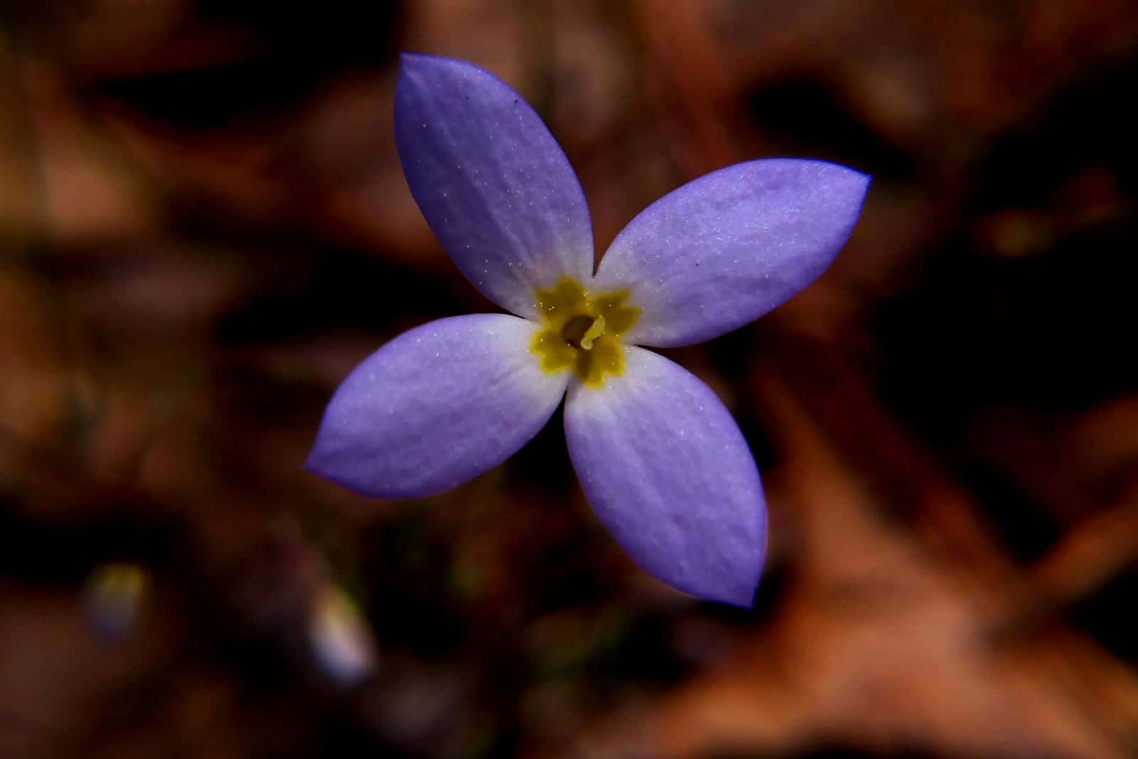 Azure bluet flower in the woods