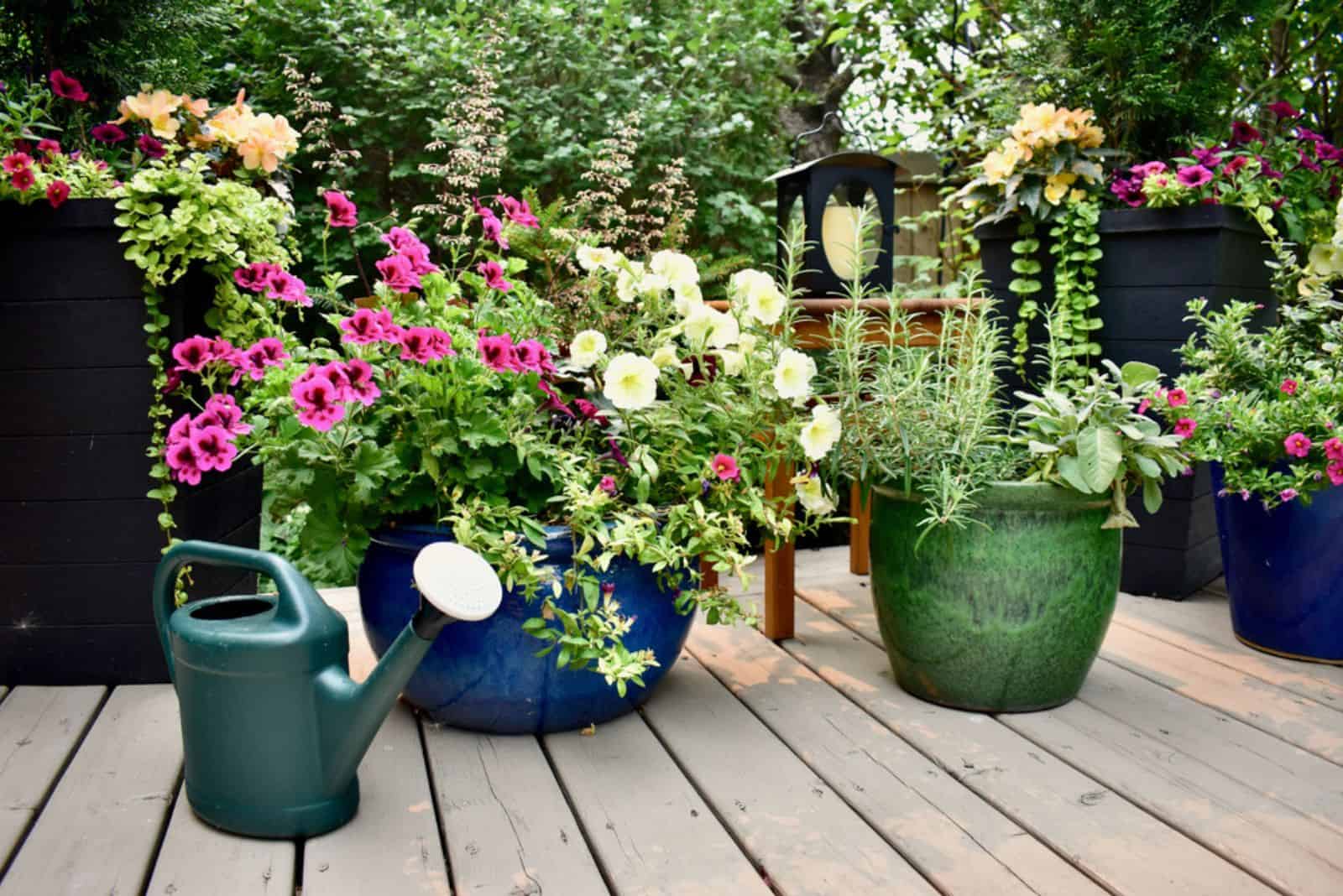 Backyard garden oasis setting with flowering planters