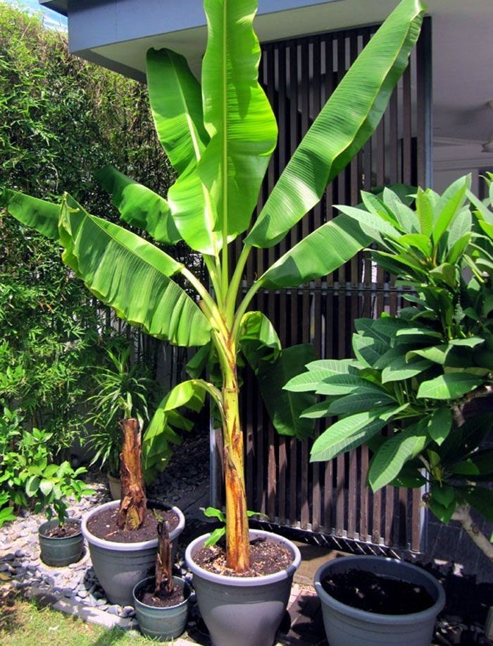 Banana Palm