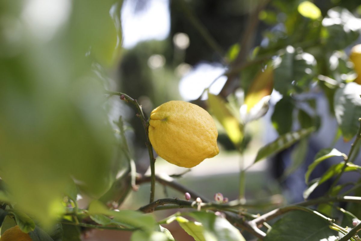 31 Best Lemon Varieties To Add To Your Orchard
