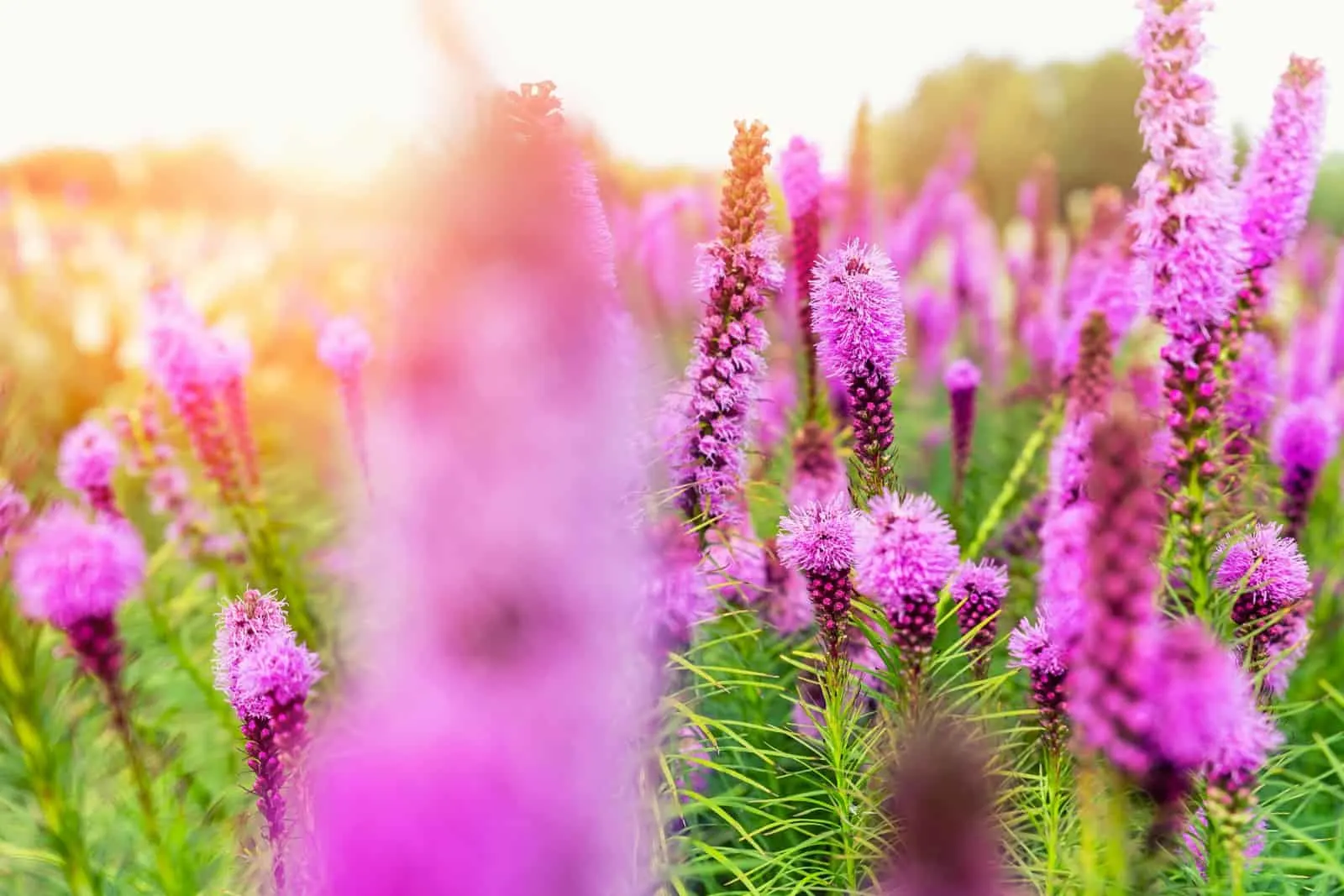Beautiful abstract scenic landscape view of blooming purple liatris spicata