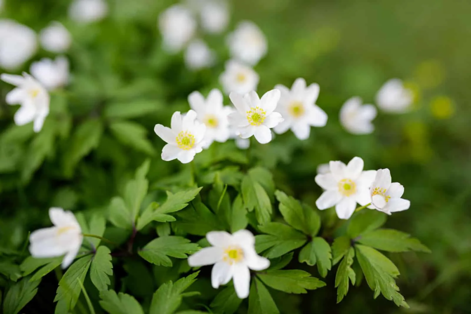 Beautiful anemone nemorosa flower blooming outdoors at spring day