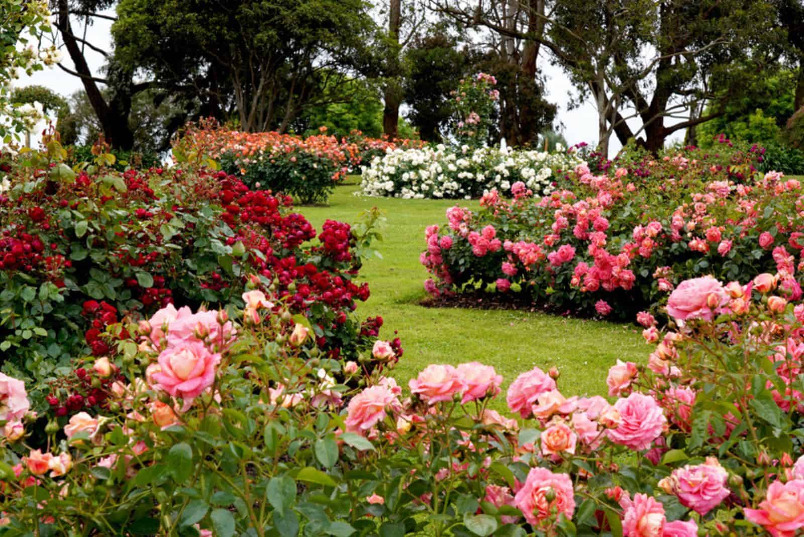 Beautiful display of roses in a large garden setting