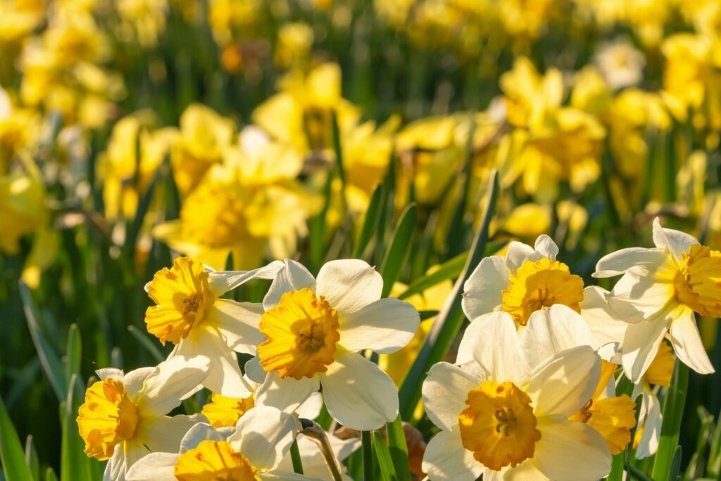 Beautiful spring daffodil flower