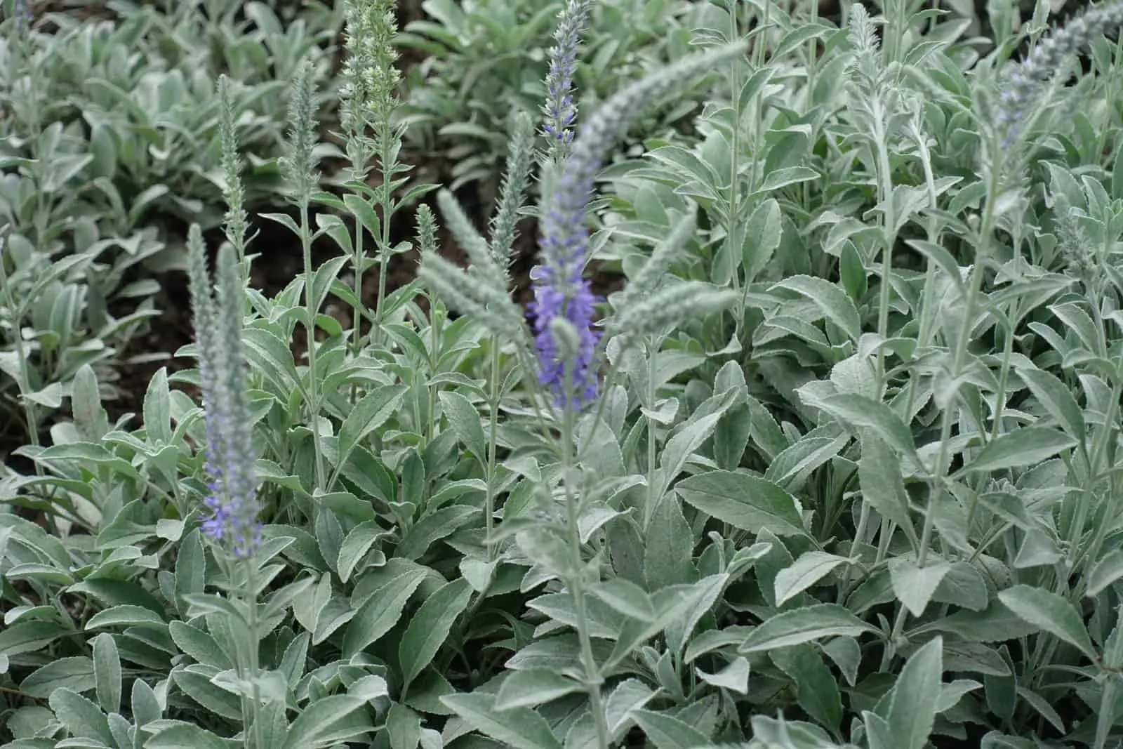 Beginning of florescence of Veronica incana in May