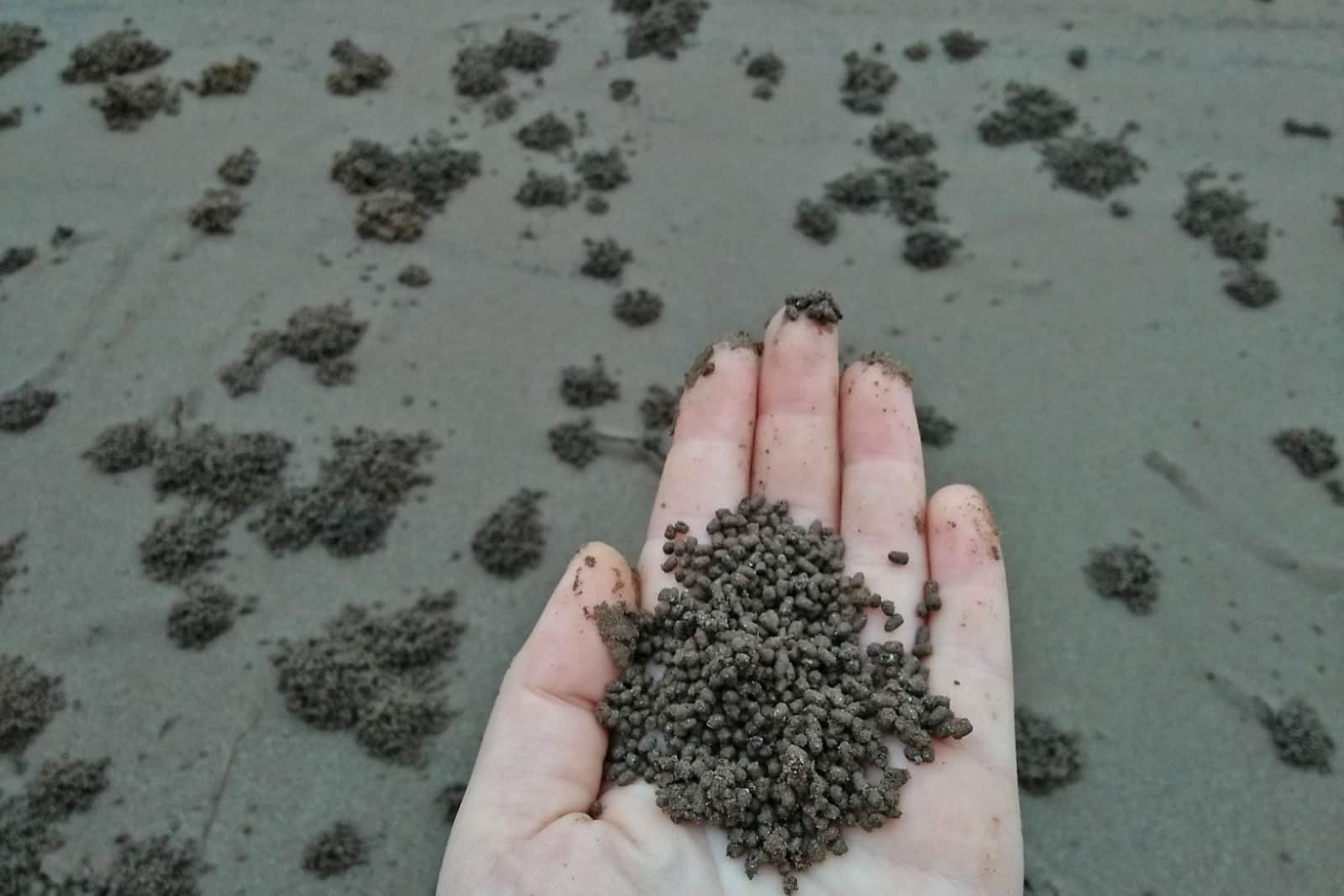 Black worm castings in hand of man on the background of the river bank.