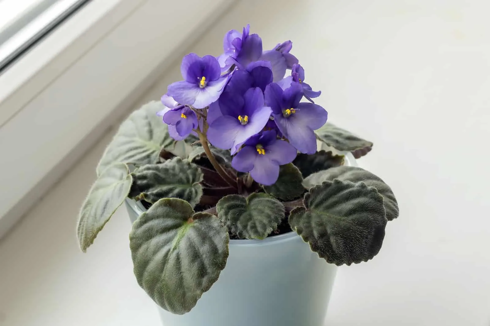 Blooming blue violet (saintpaulia) in a plastic pot on a home windowsill.