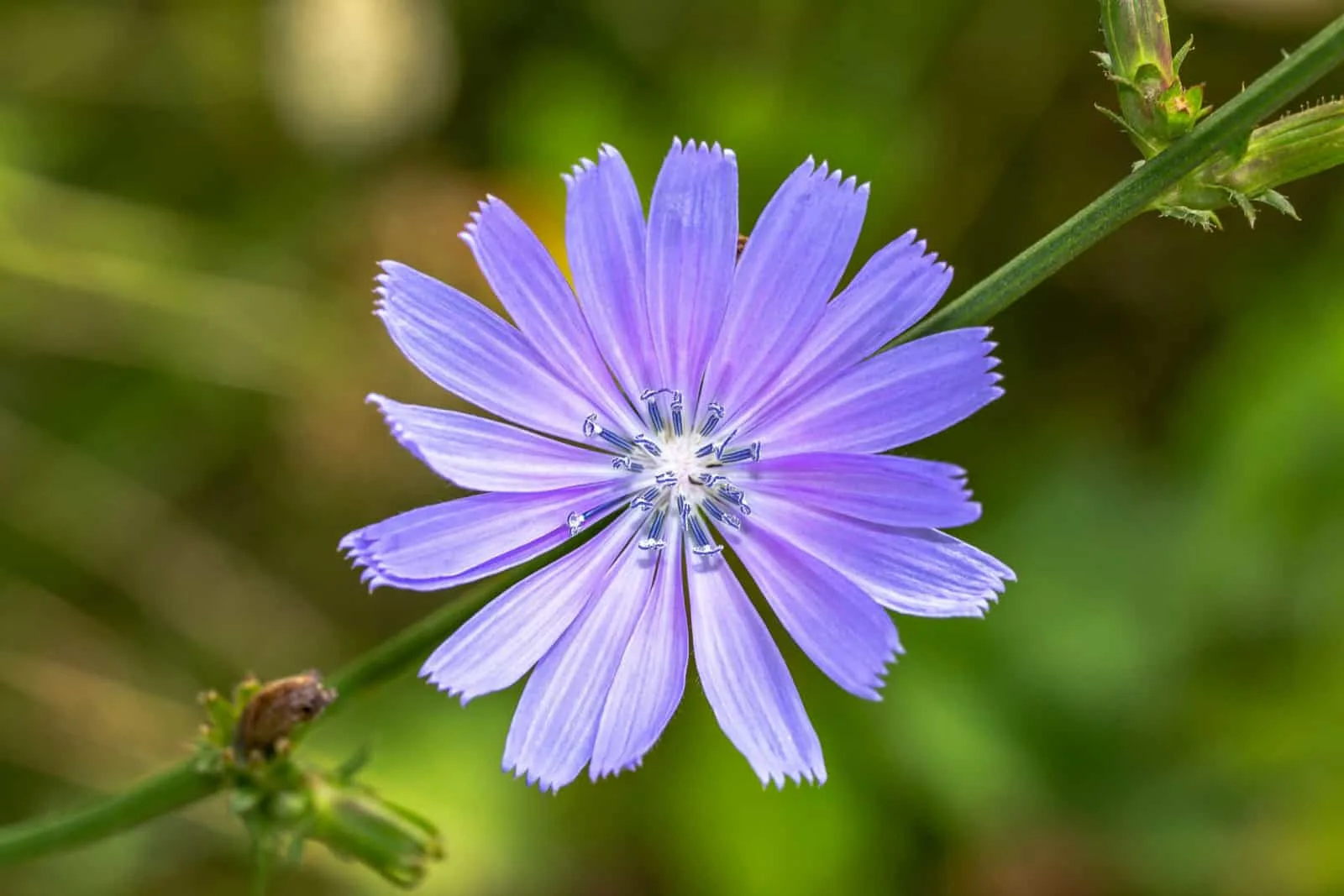 Blue chicory plant flower