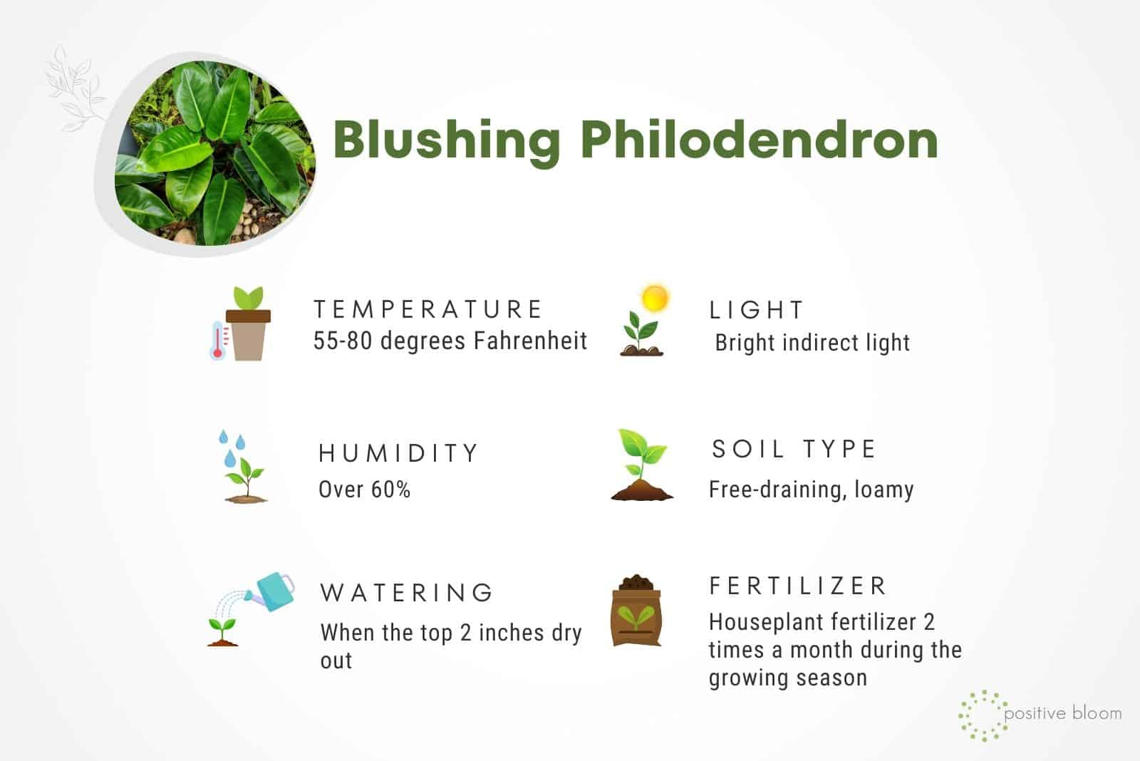 Blushing Philodendron  care guide