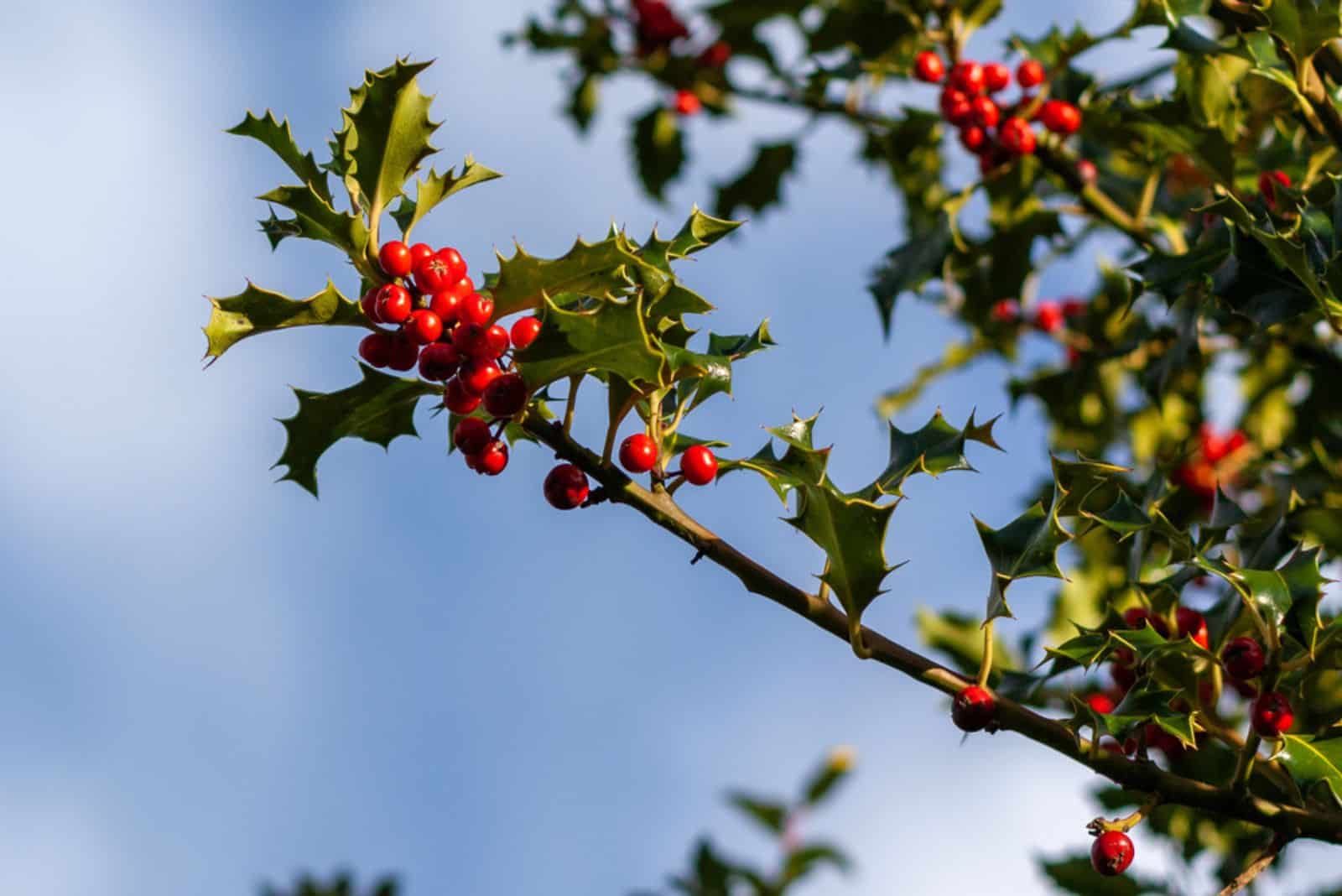 Branch of a holly tree with berries