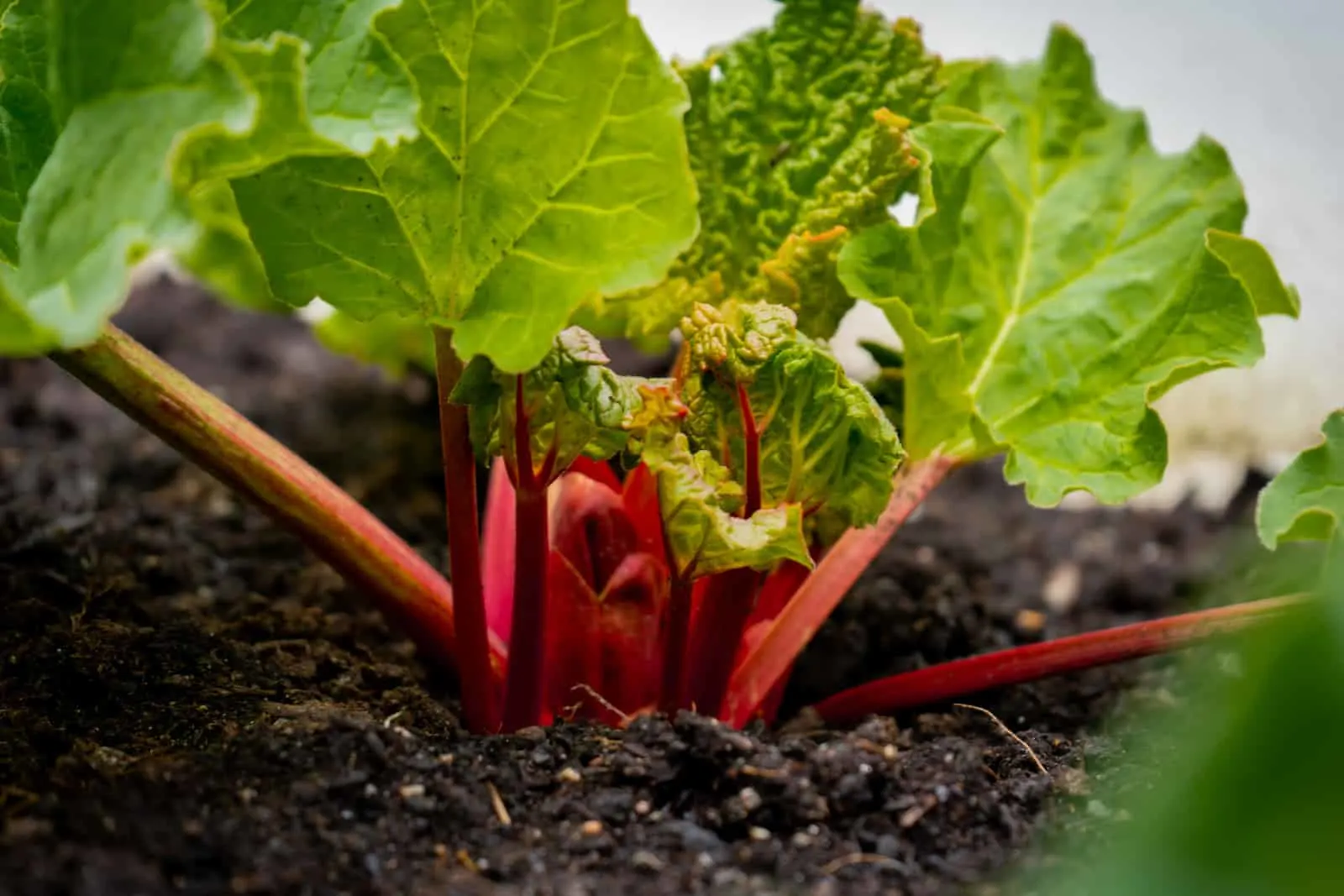 Bright red rhubarb growing in a garden