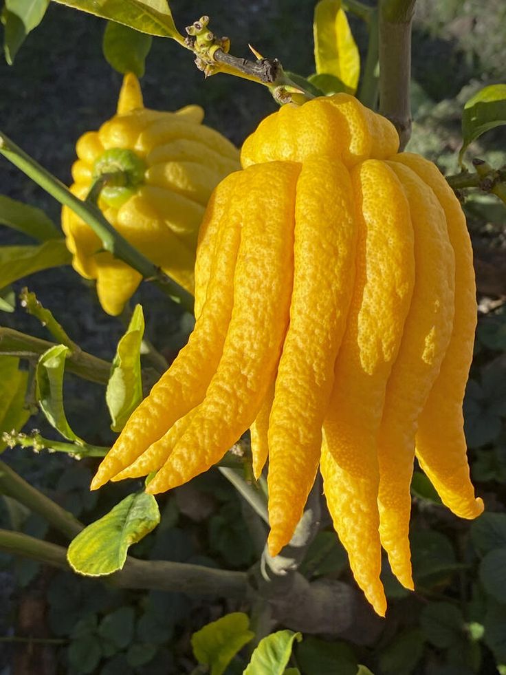 Buddha’s Hand lemon