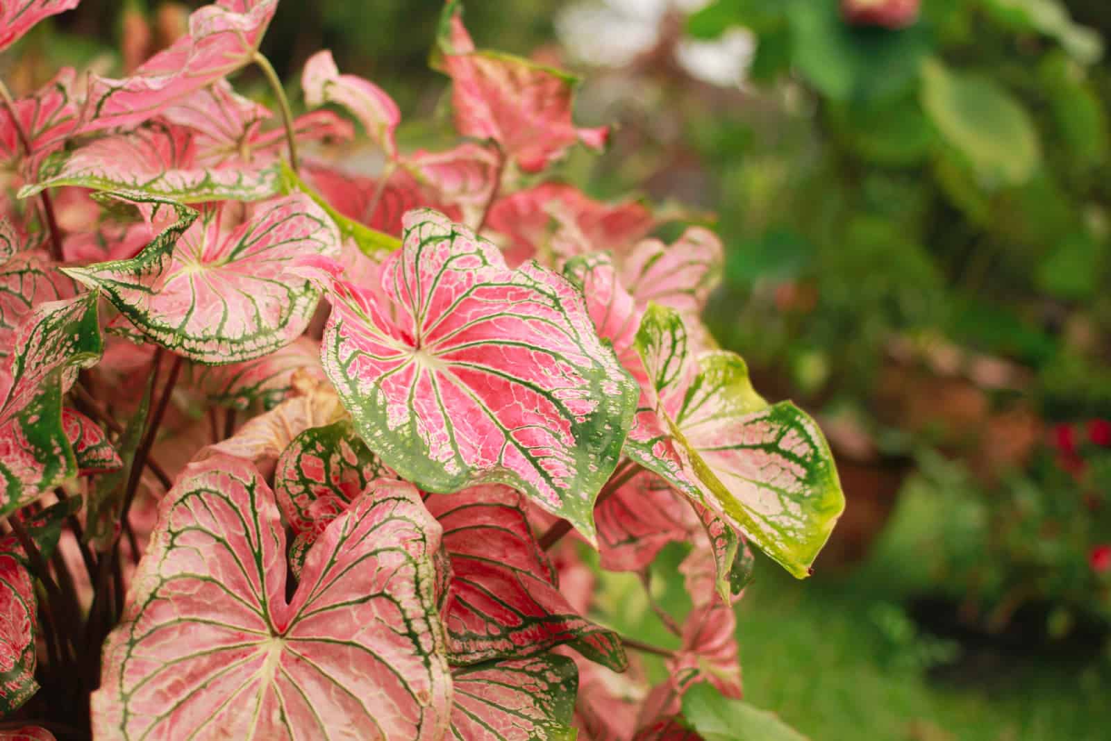 Caladium bicolor, beautifully patterned pink leaves used in the garden.