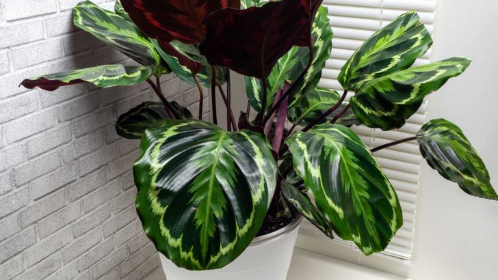 Calathea Medallion Care Guide And How To Solve Its Common Issues