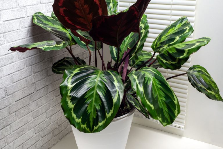 Calathea Medallion in a white pot