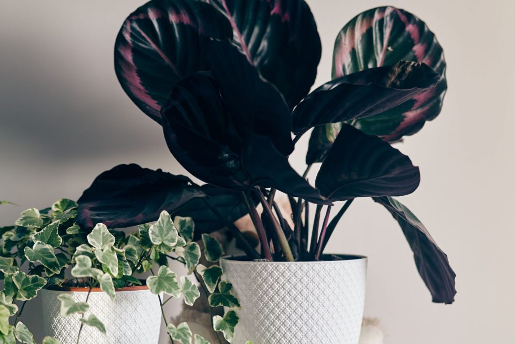 Calathea Medallion Care Guide And How To Solve Its Common Issues