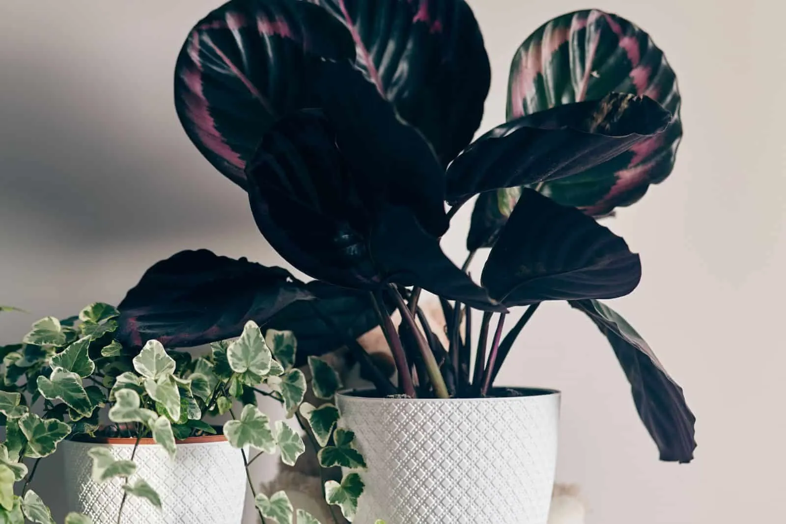 Calathea medallion in a white pot on the table