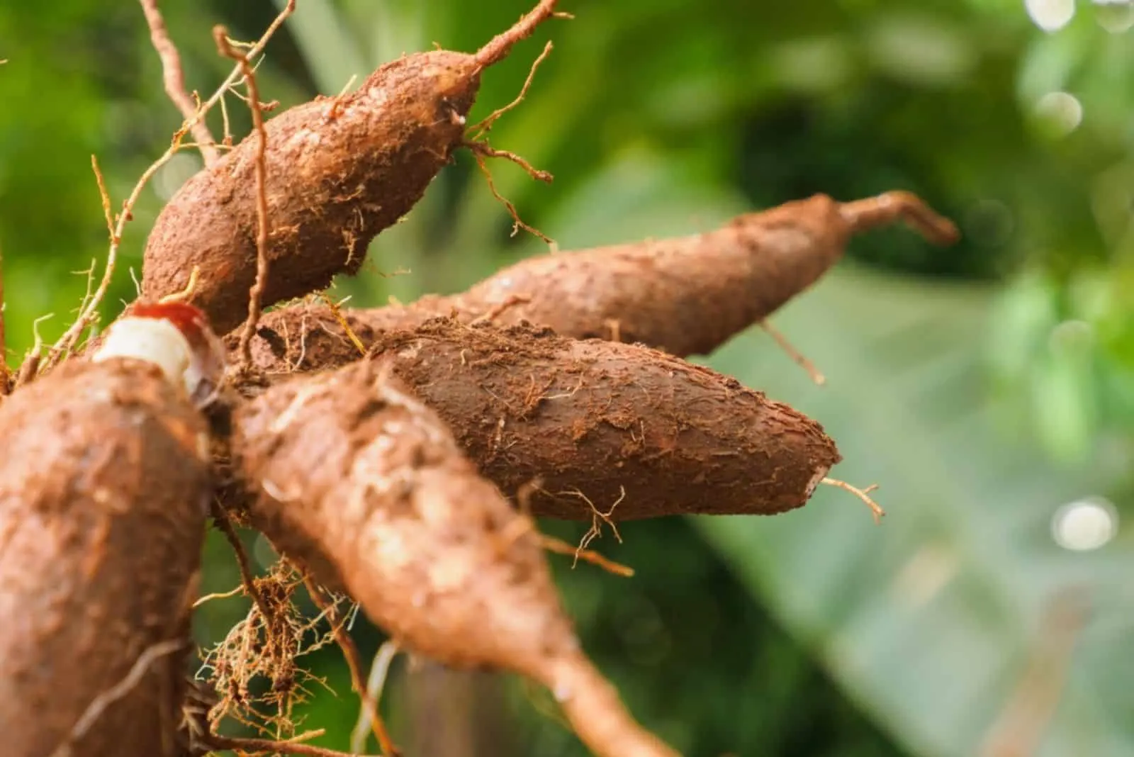 Cassava tubers at a cassava plantation