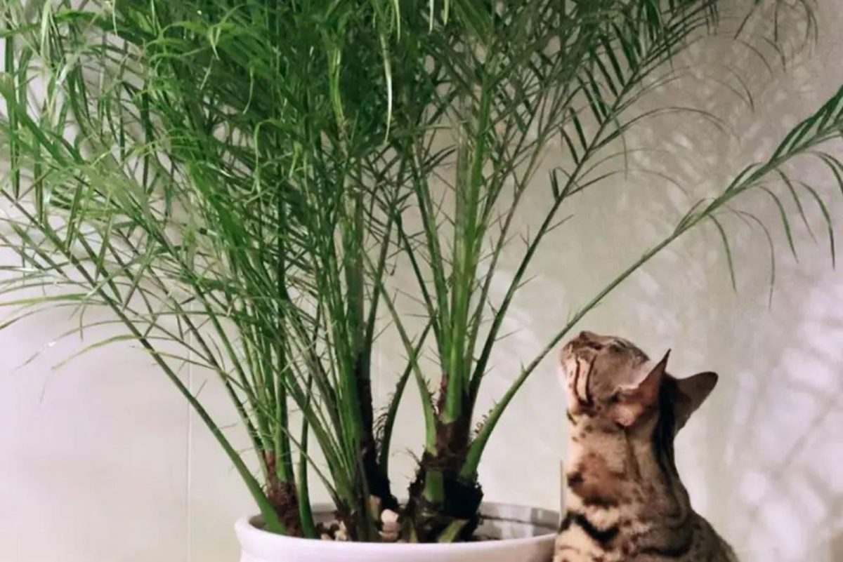 25 Best Types Of Indoor Palm Trees To Improve Your Decor