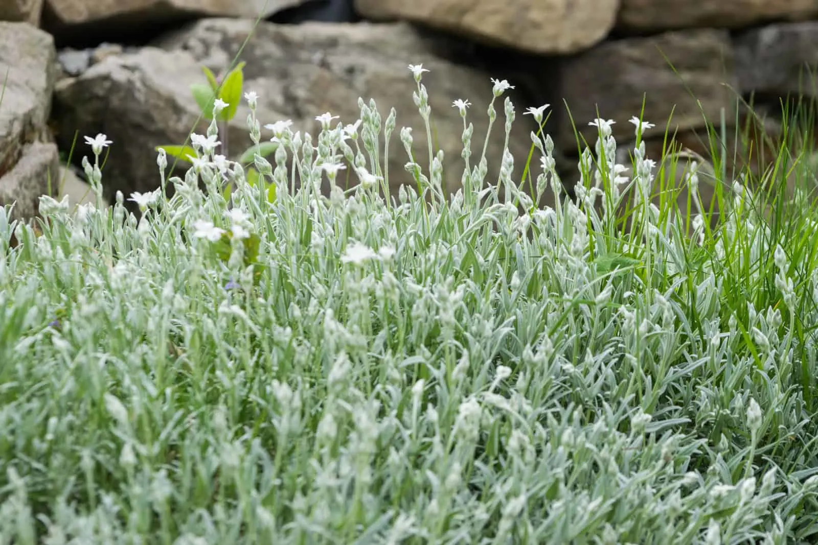 Cerastium tomentosum (snow-in-Summer), white flowers in the garden