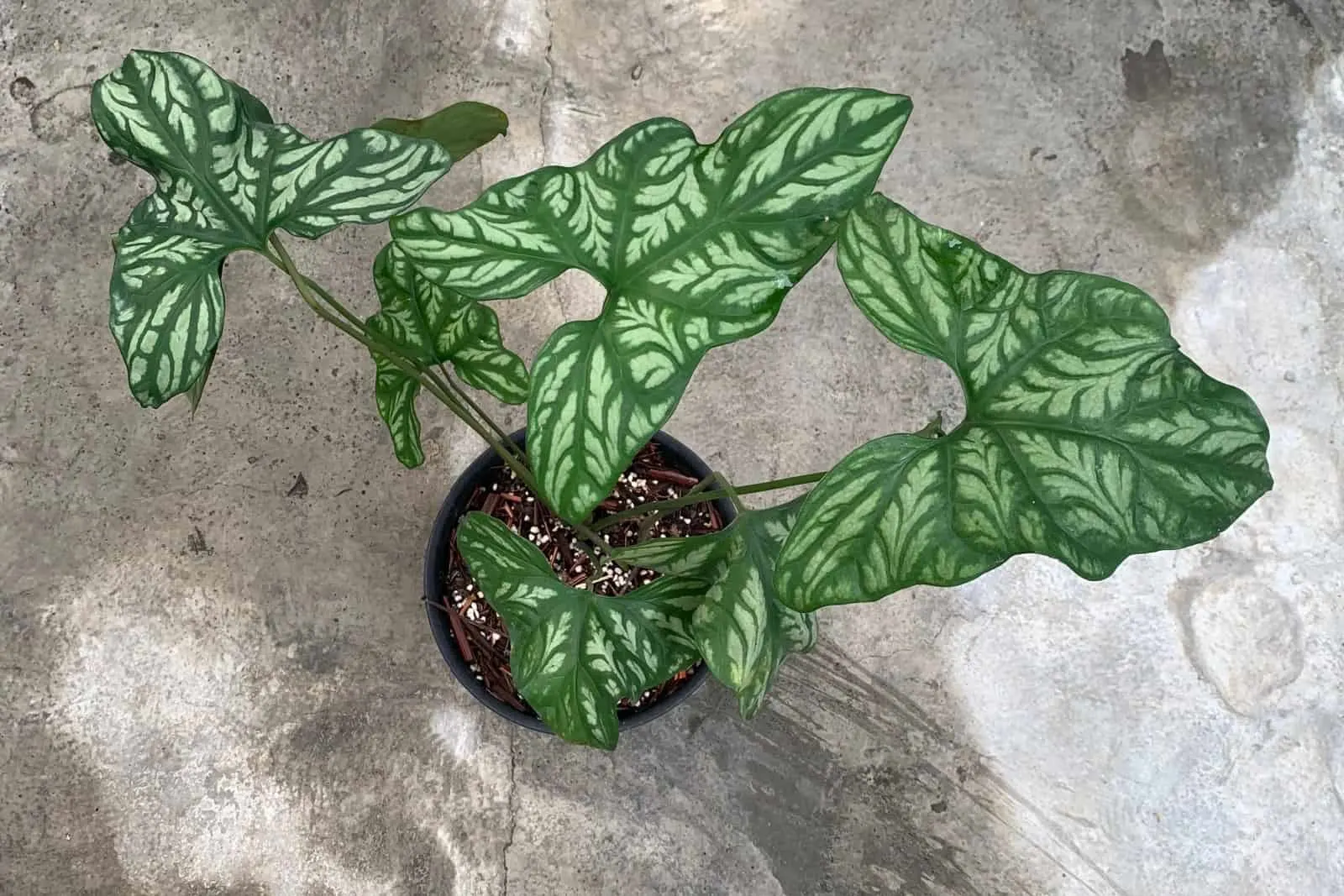 The Cercestis Mirabilis How To Take Care Of It