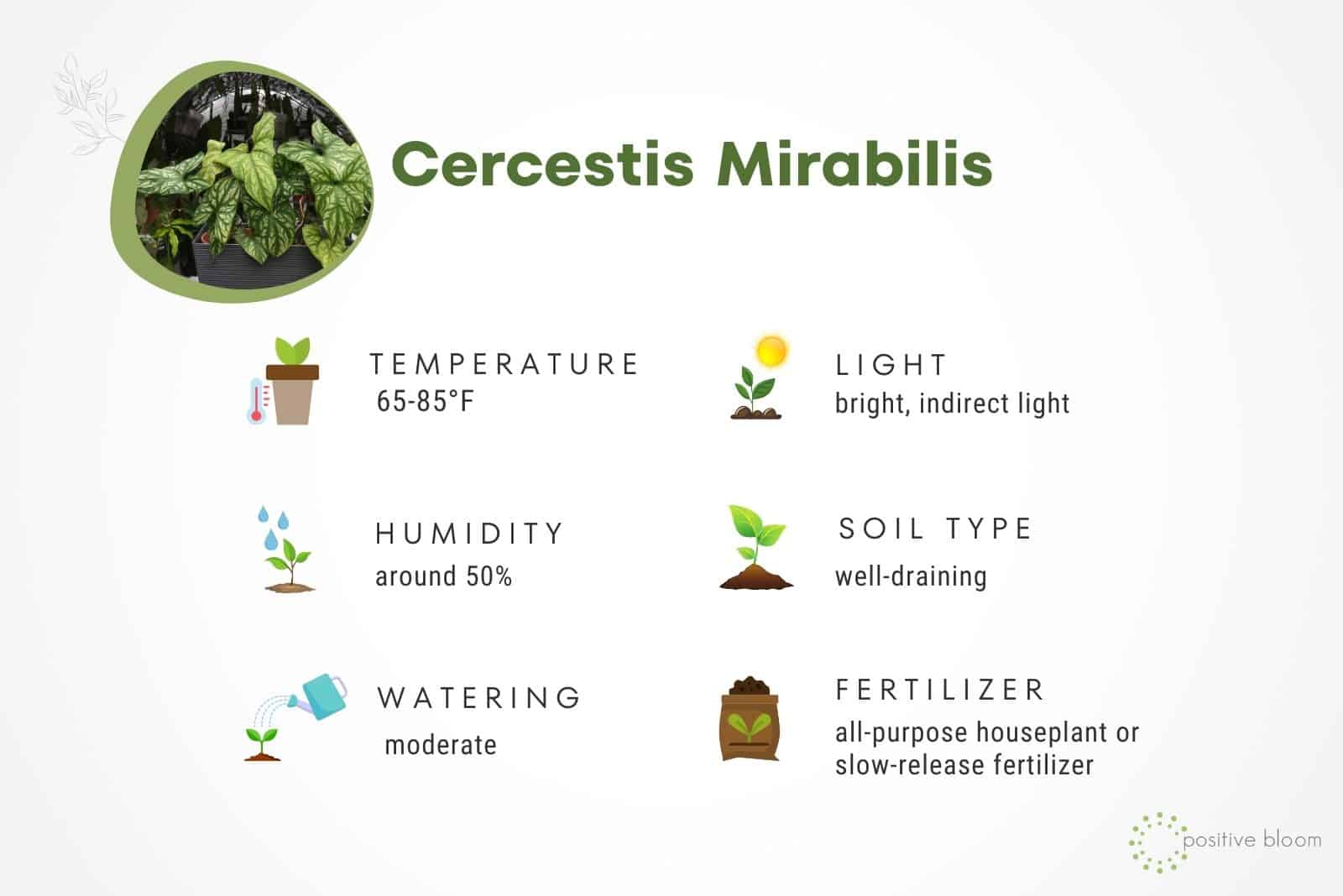 Cercestis Mirabilis plant care guide