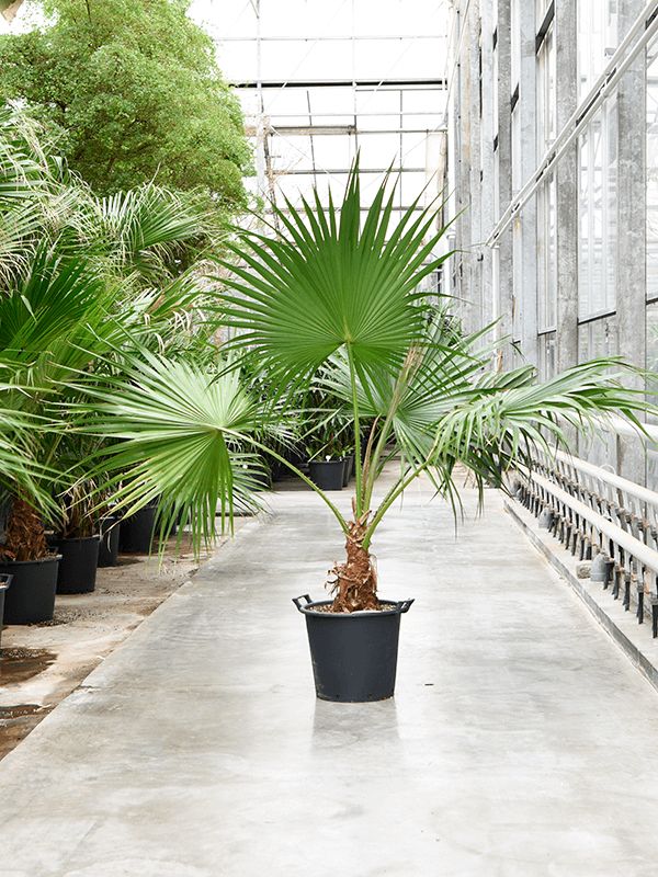  Chinese Fan Palm