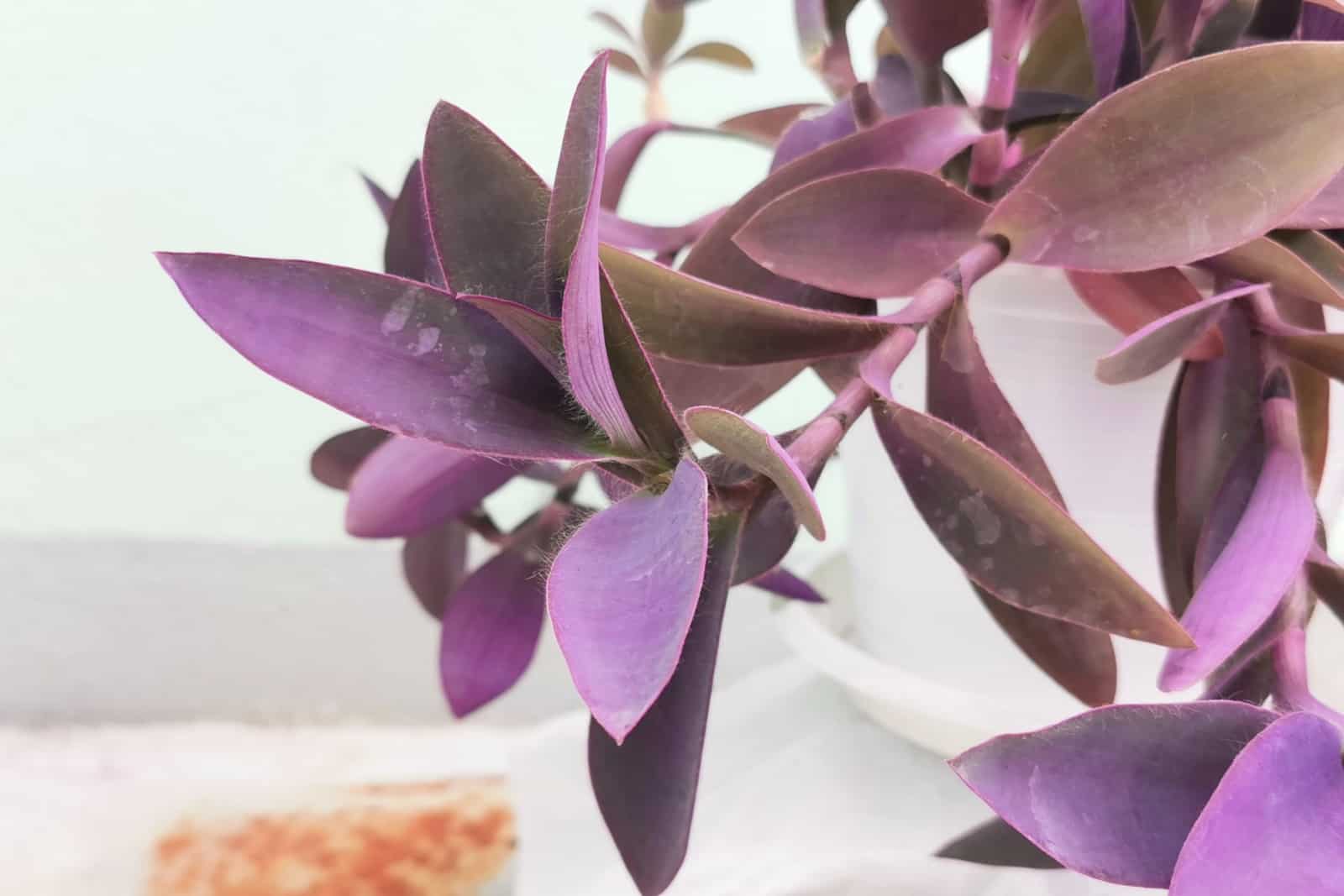 Close up of Tradescantia pallida more commonly known as wandering jew
